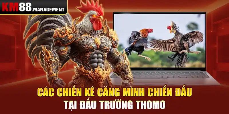 Các chiến kê căng mình chiến đấu tại đấu trường Thomo