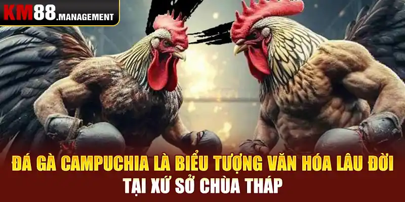 Đá gà Campuchia là biểu tượng văn hóa lâu đời tại xứ sở chùa tháp