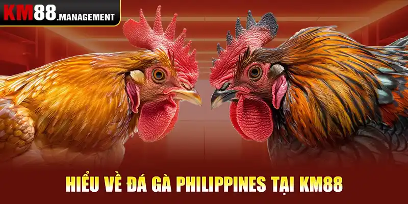 Hiểu về đá gà philippines tại Km88