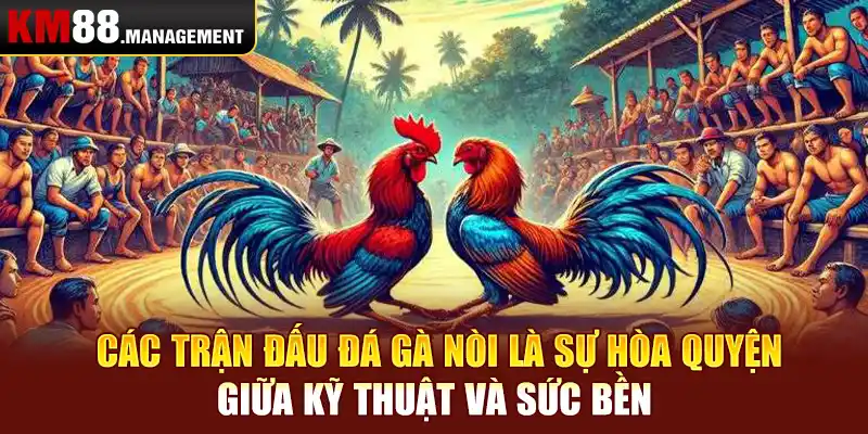 Các trận đấu đá gà nòi là sự hòa quyện giữa kỹ thuật và sức bền