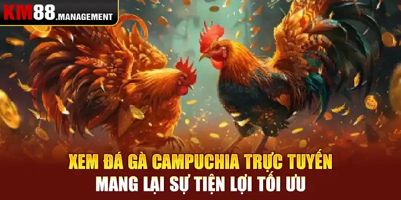 Xem đá gà Campuchia trực tuyến mang lại sự tiện lợi tối ưu